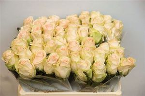 ROSE WEDDING ROSE Alani 40